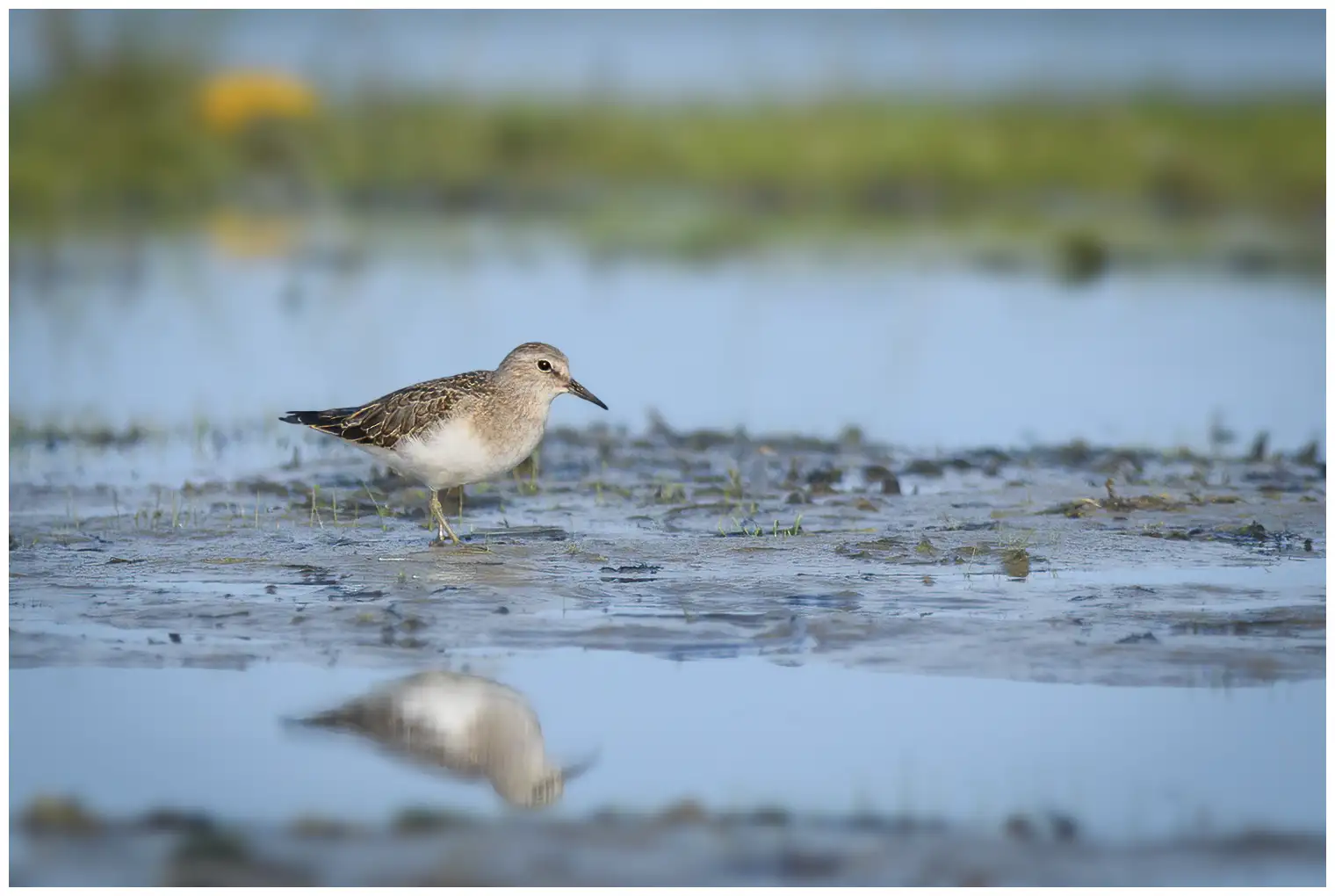 Temmincksnipe