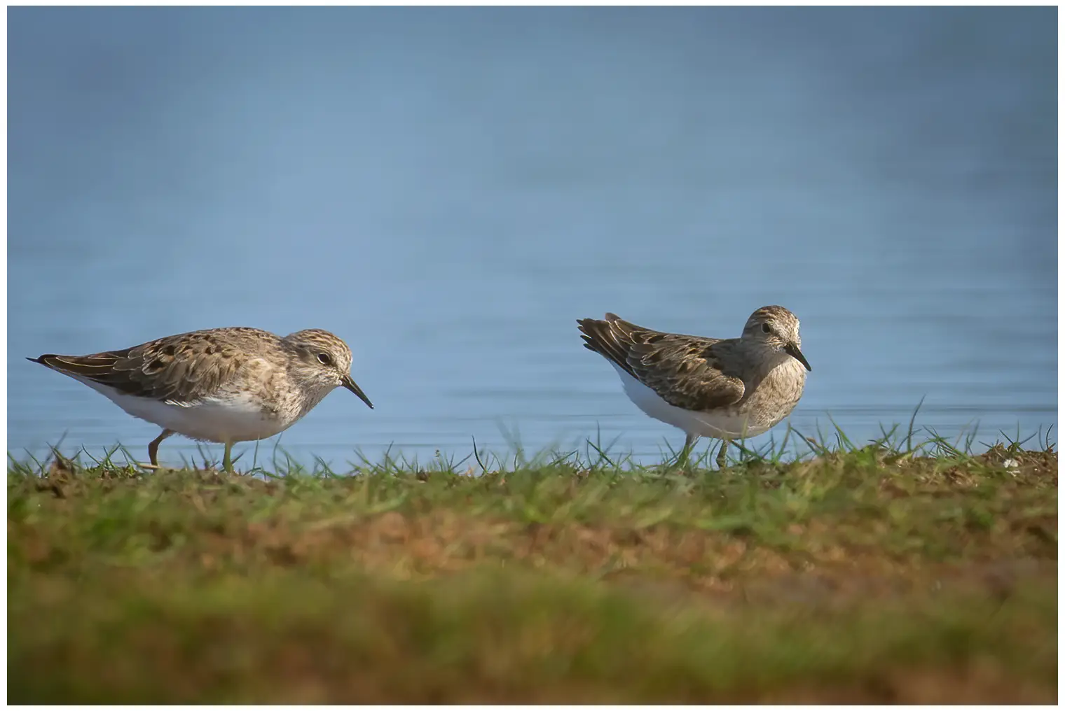 Temmincksnipe