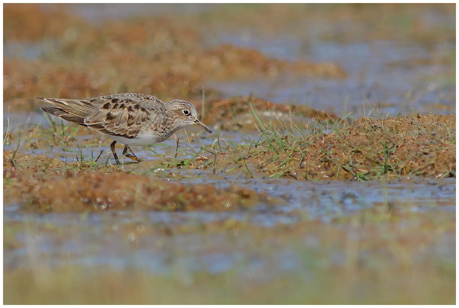 Temmincksnipe