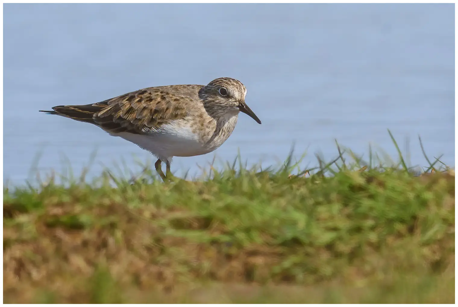 Temmincksnipe
