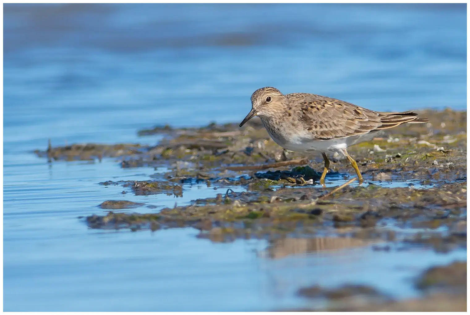 Temmincksnipe