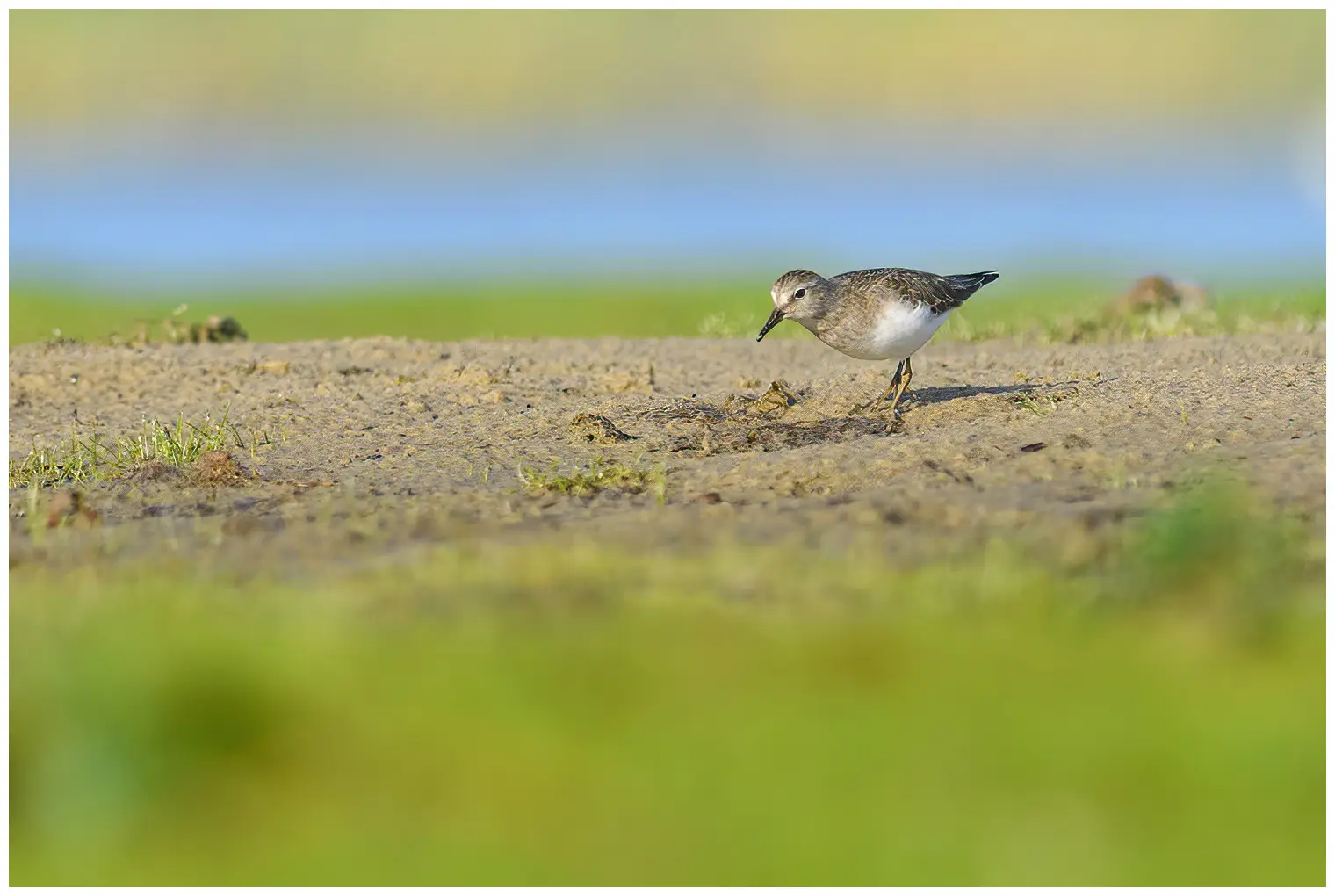 Temmincksnipe