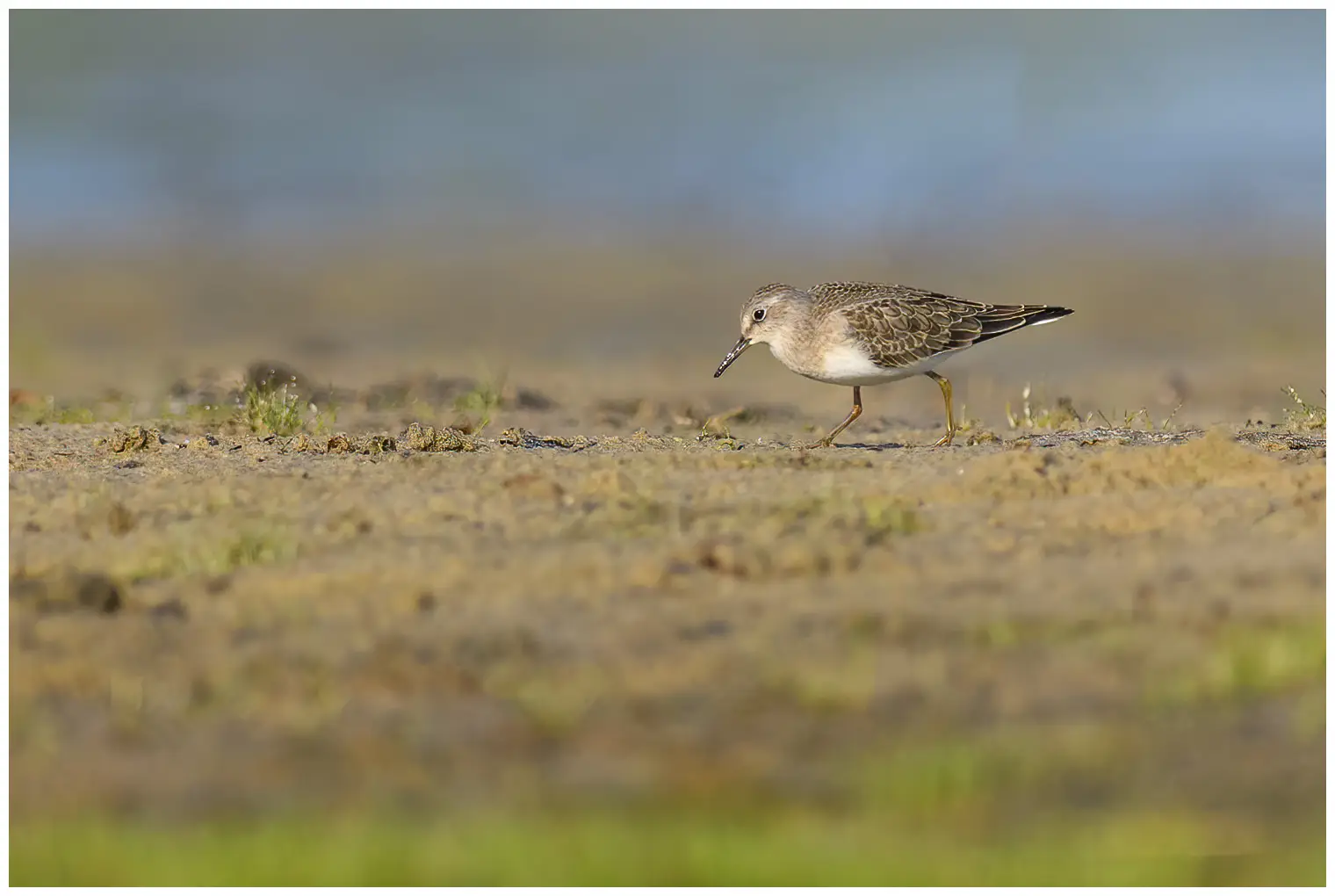 Temmincksnipe