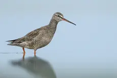 Sotsnipe