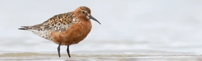 Tundrasnipe