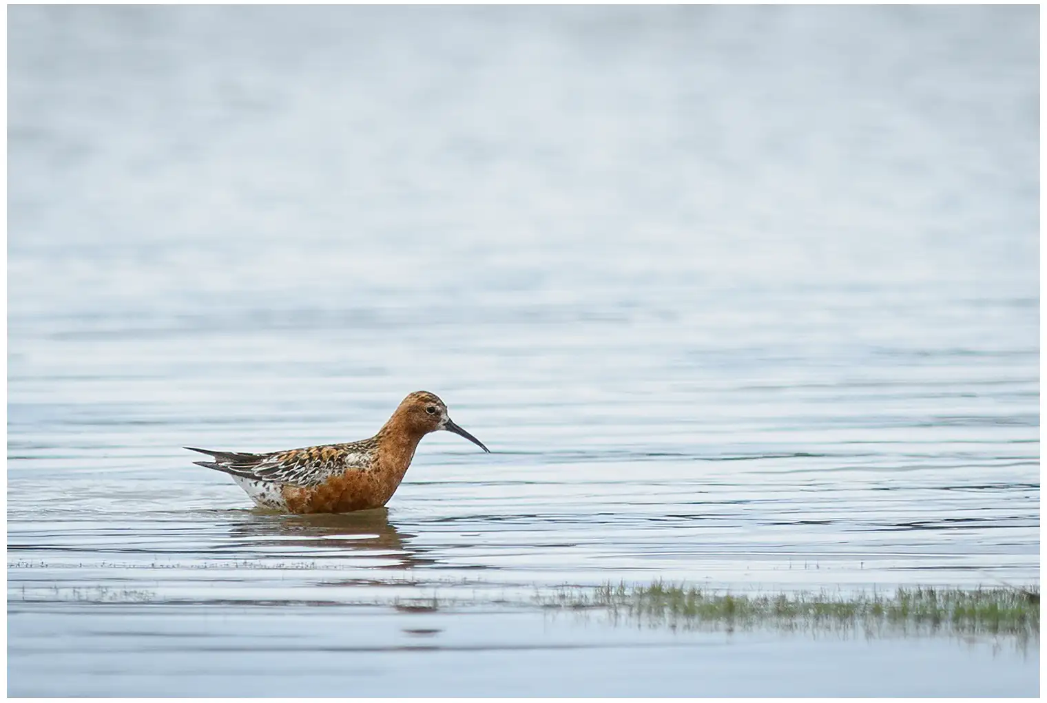Tundrasnipe