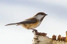 Lappmeis