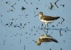 Skogsnipe