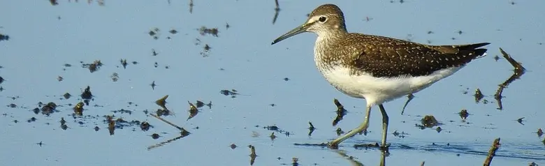 Skogsnipe