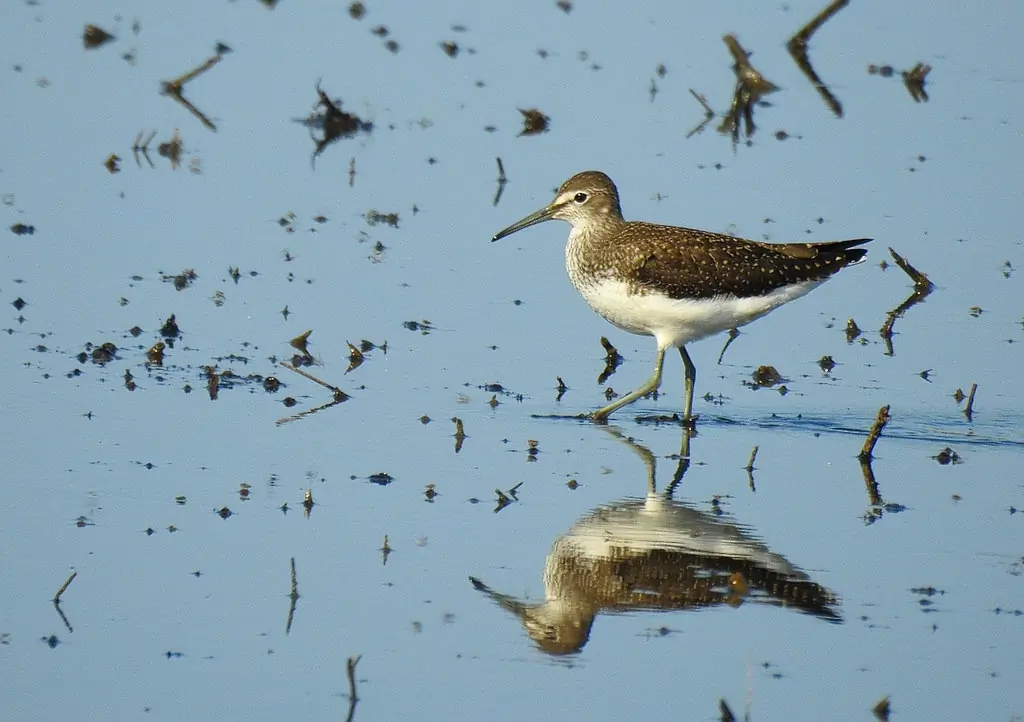 Skogsnipe