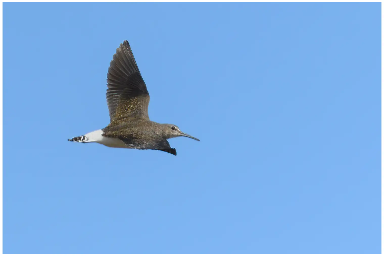 Skogsnipe