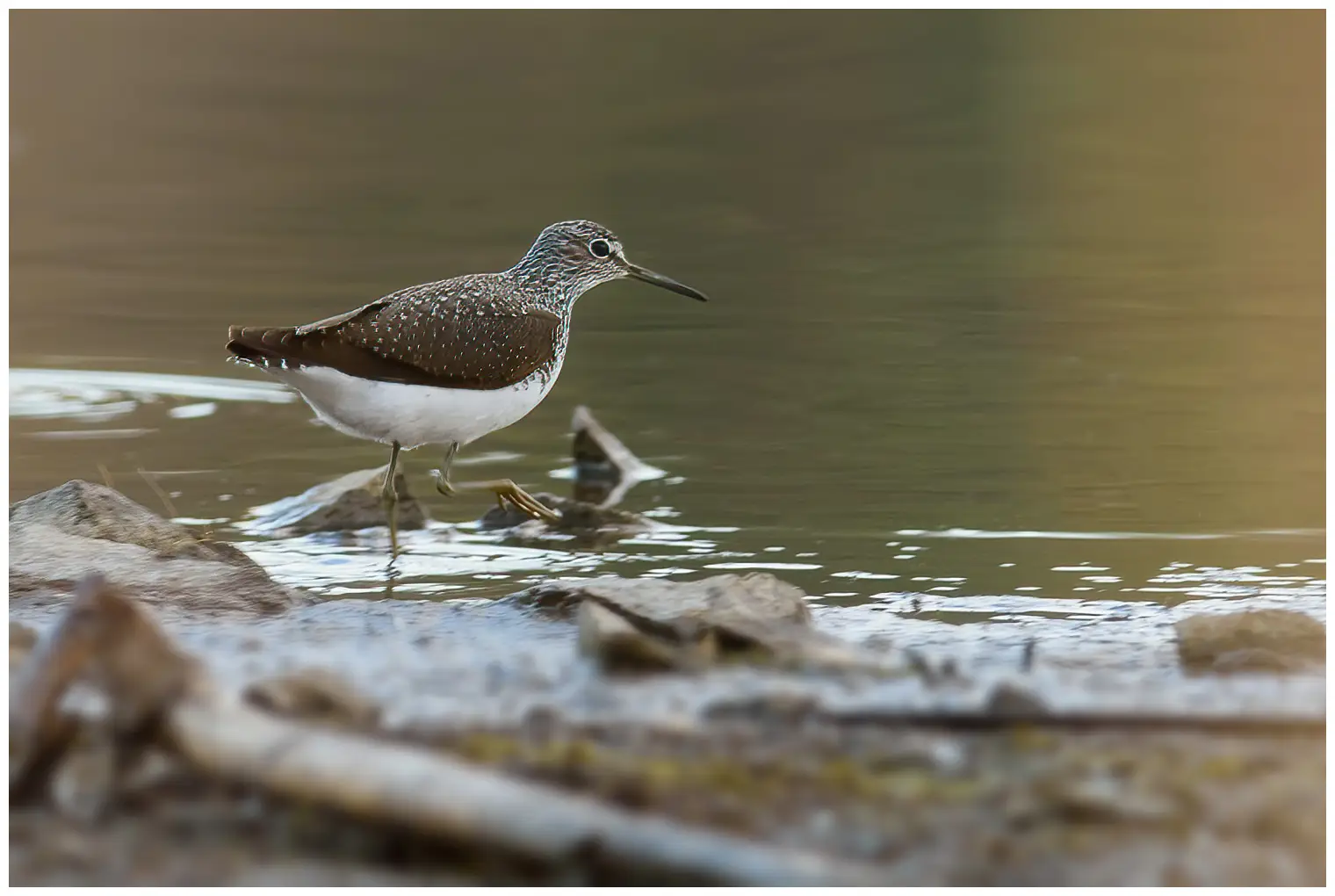 Skogsnipe