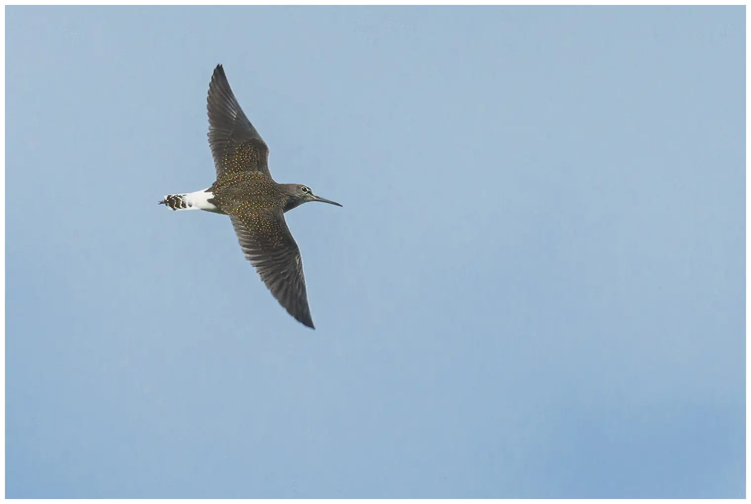 Skogsnipe