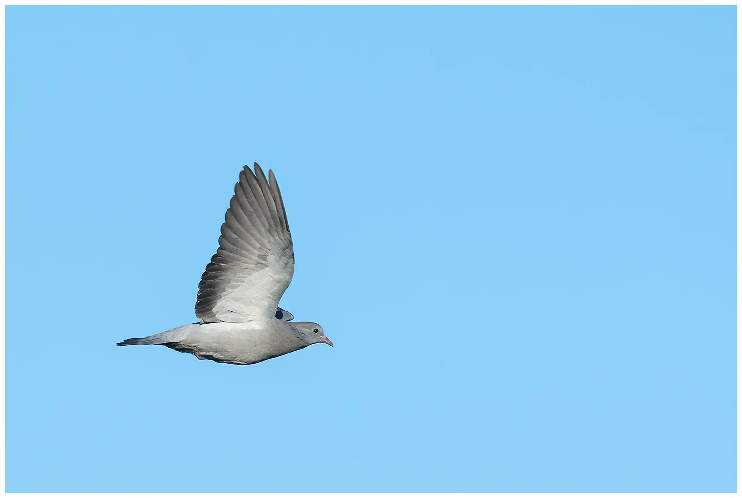 Skogdue