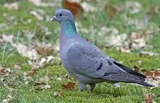 Skogdue
