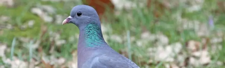 Skogdue. Sitter på plenen, der det er mose og nedfallne høstløv.