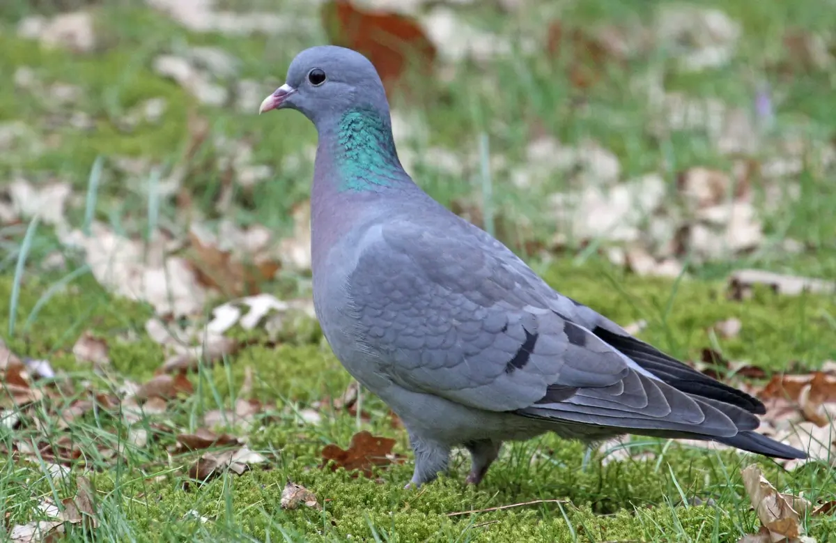 Skogdue. Sitter på plenen, der det er mose og nedfallne høstløv.