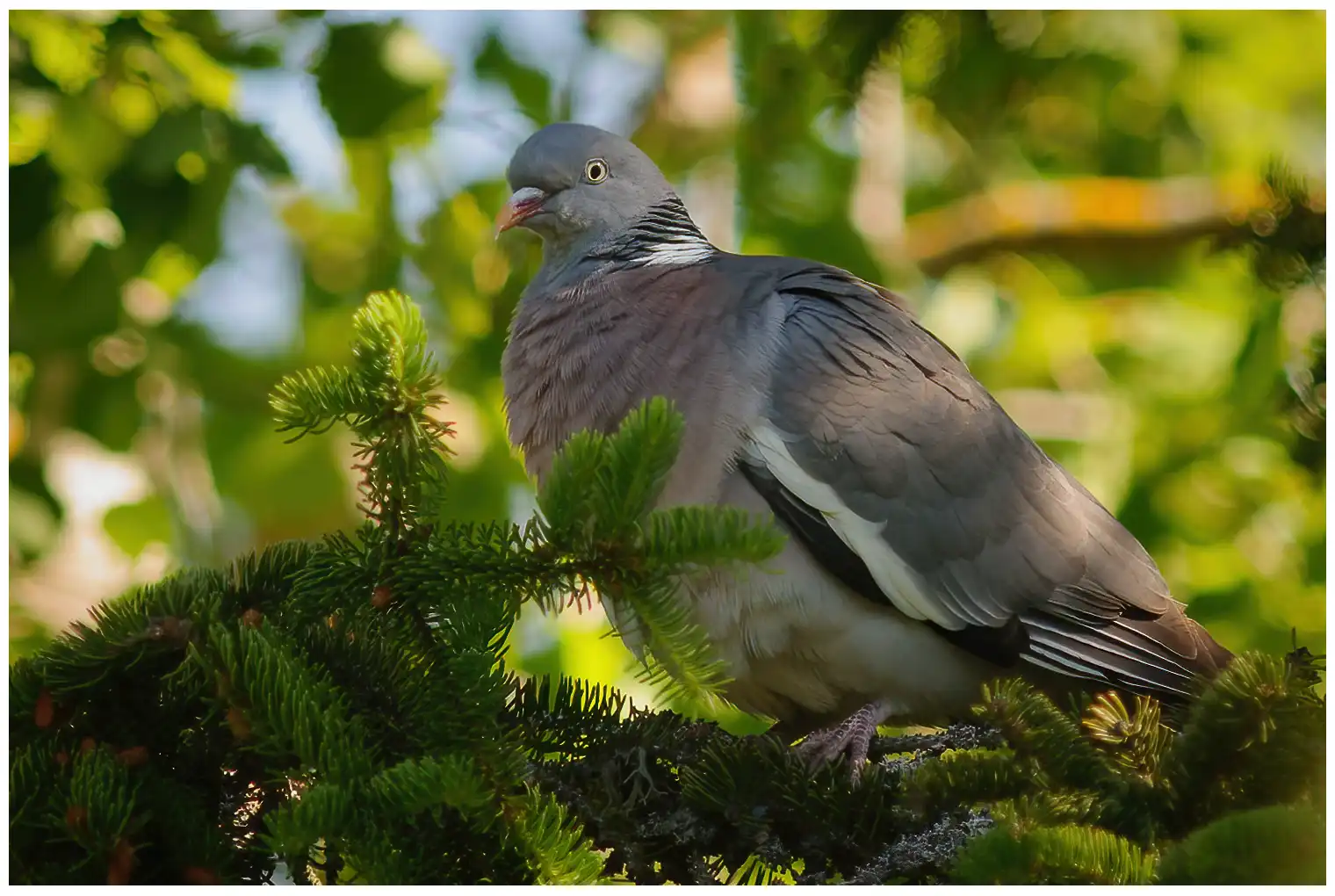 Ringdue