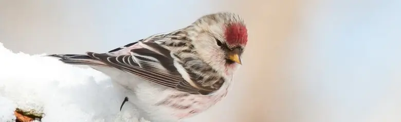 Polarsisik. På en snødekt gren. Rød blis, mens overgumpen og brystet er svakt rosa. Spiss oransje nebb.