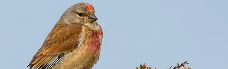 Tornirisk. På toppen av en tornet busk. Rødbrun rygg og hvite kanter på vingene. To røde brystflekker og rød panne.