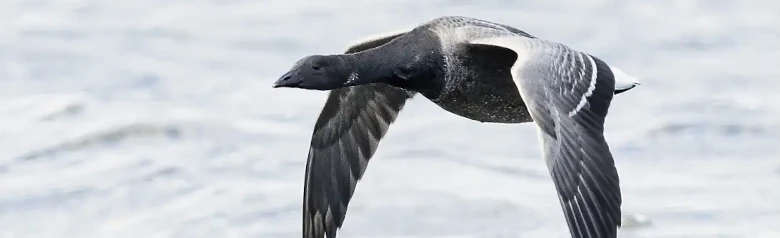 En Ringgås flyr over vannoverflaten. Vingene er svært nær vannet.