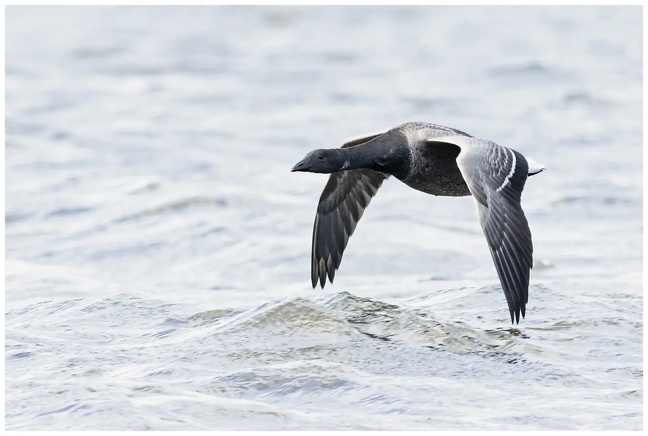 En Ringgås flyr over vannoverflaten. Vingene er svært nær vannet.