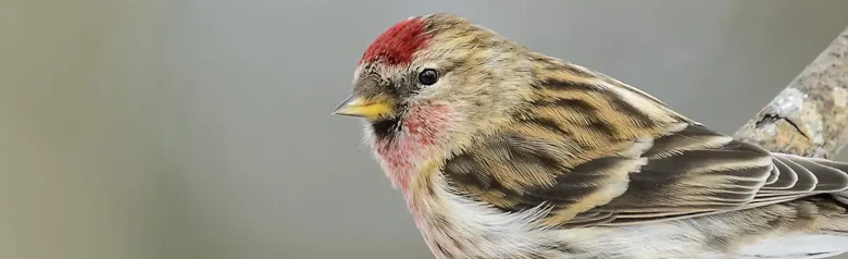 Gråsisik. Sitter på en gren. En liten, stripete finke med kort, gult nebb, svart smekke og en rød flekk på forsiden av hodet.