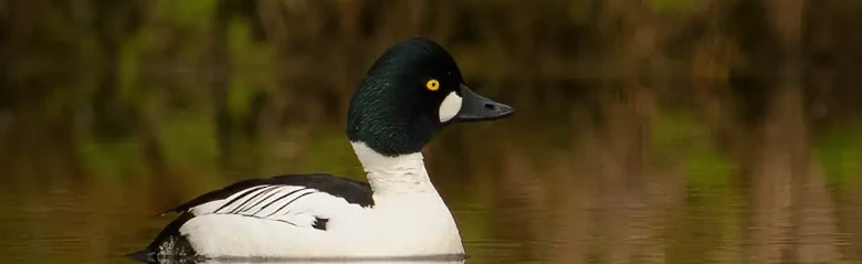 En Kvinand ligger på vannoverflaten. Fuglens farger og gule øyne er veldig tydelige.