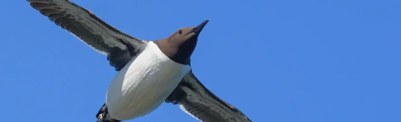 Lomvi
