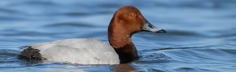 En Taffeland på vannet. Legg merke til det brune hodet og det røde øyet.