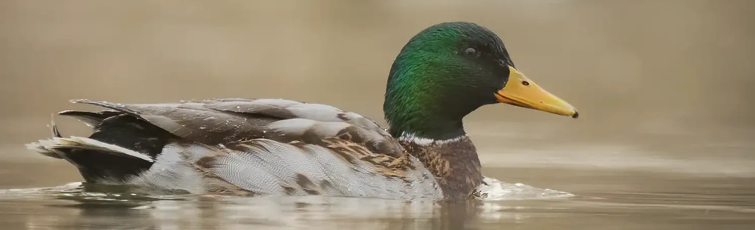 En stokkand ligger på vannet i morgendisen. Hodet har en vakker grønn farge.
