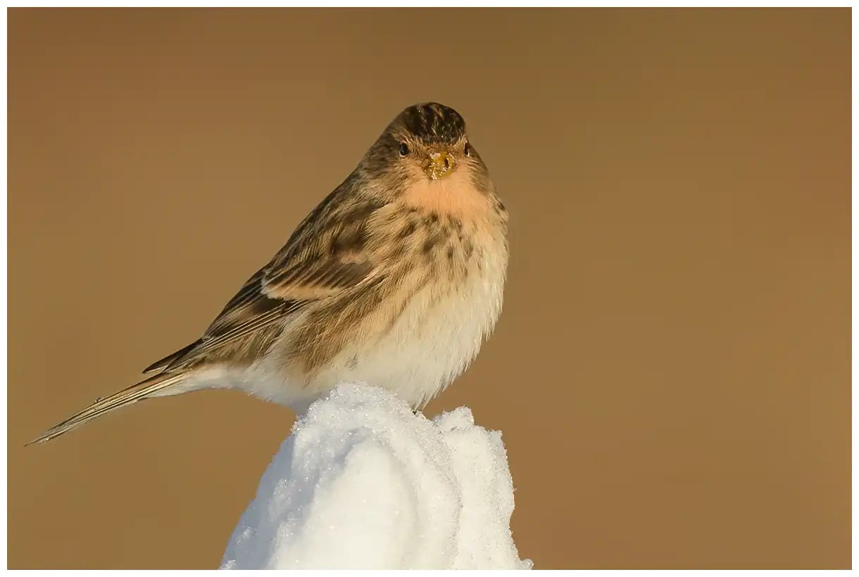 Bergirisk. Sitter på en haug med snø. Gulbrun og stripete på rygg og sider av kroppen. Gult nebb om vinteren.
