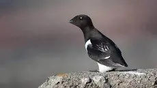 Alkekonge