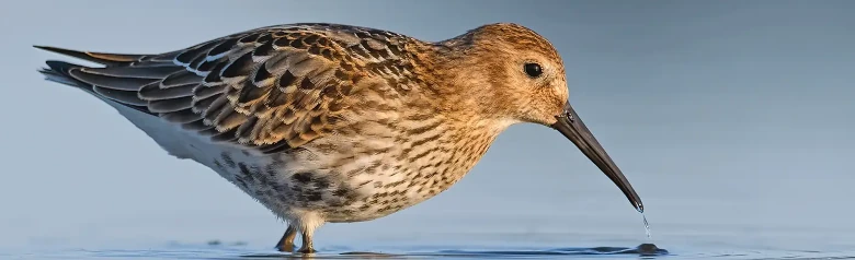 Myrsnipe
