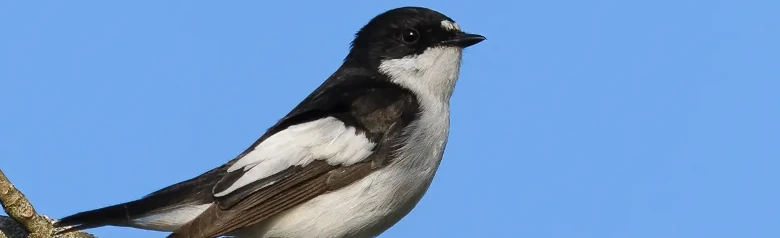 Svarthvit Fluesnapper. To hvite flekker i pannen, karakteristiske hvite tegninger på de mørke vingene og helt hvit underside.