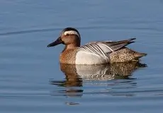 Knekkand