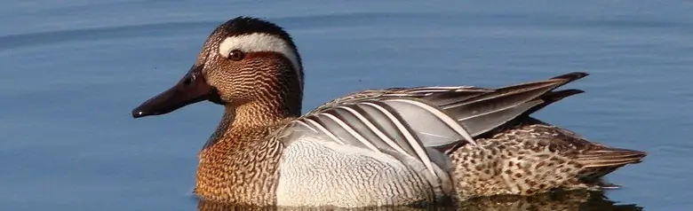 En Knekkand fotografert på åpent vann. Fuglen har en tydelig lys stripe i øyet.