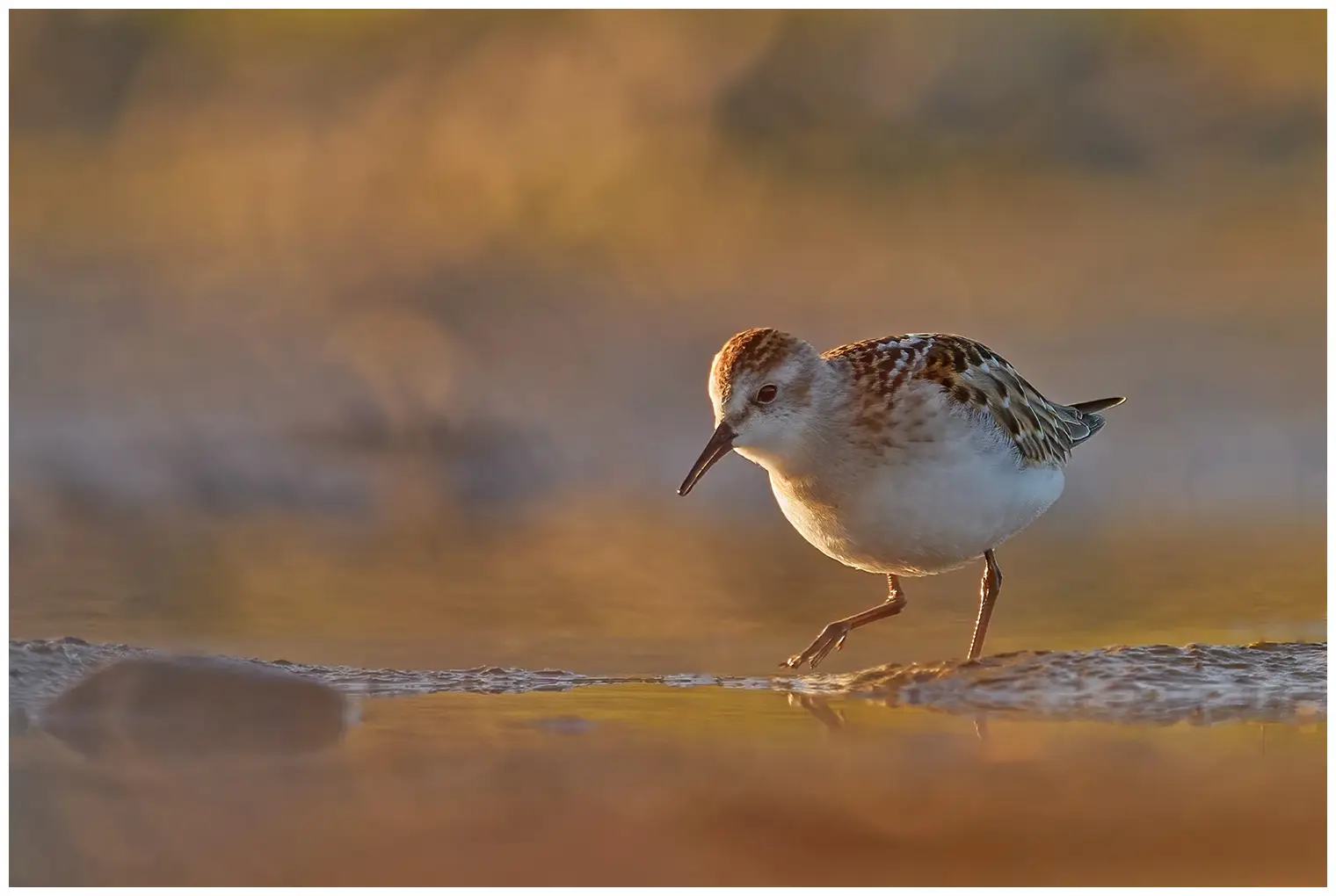 Dvergsnipe
