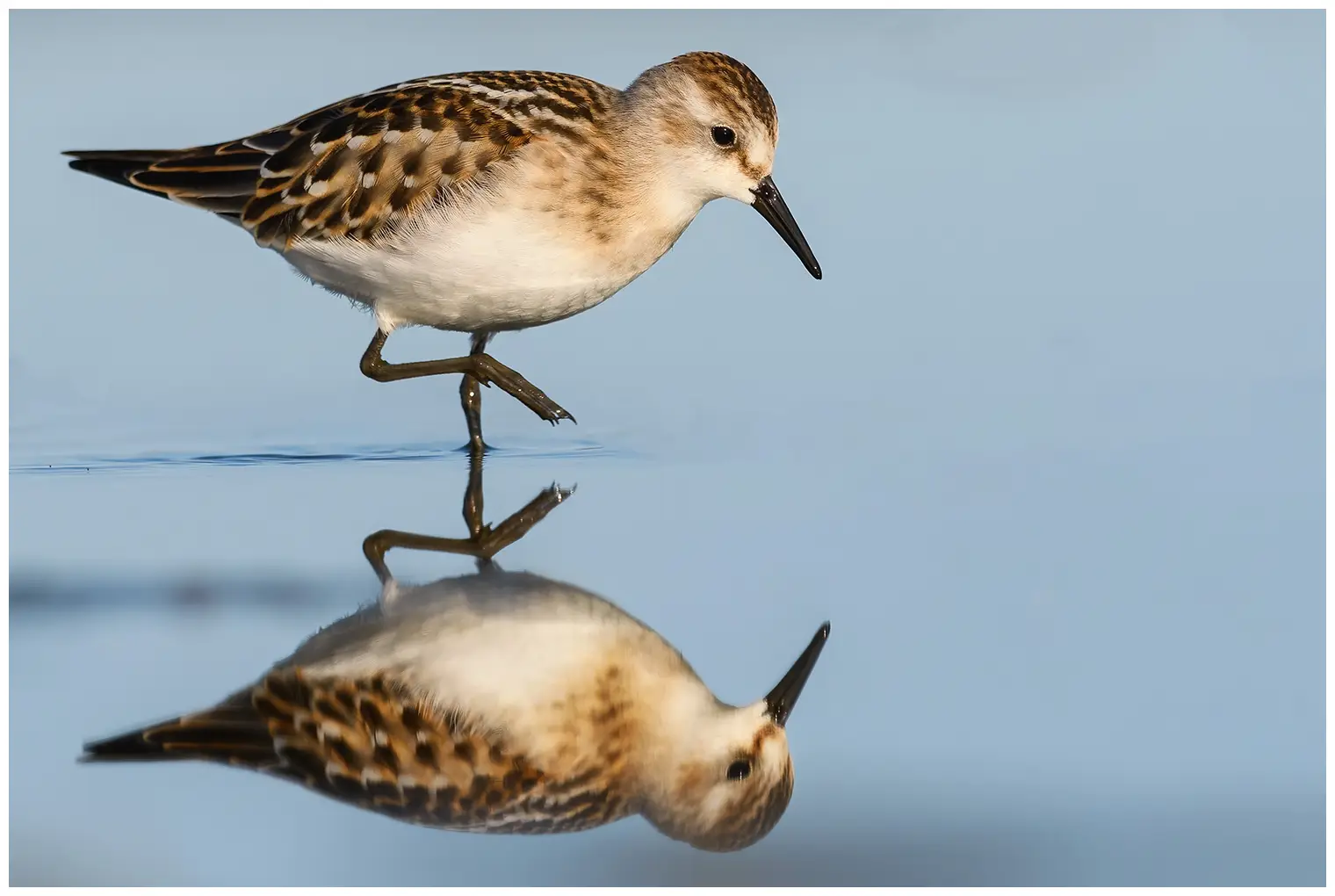 Dvergsnipe