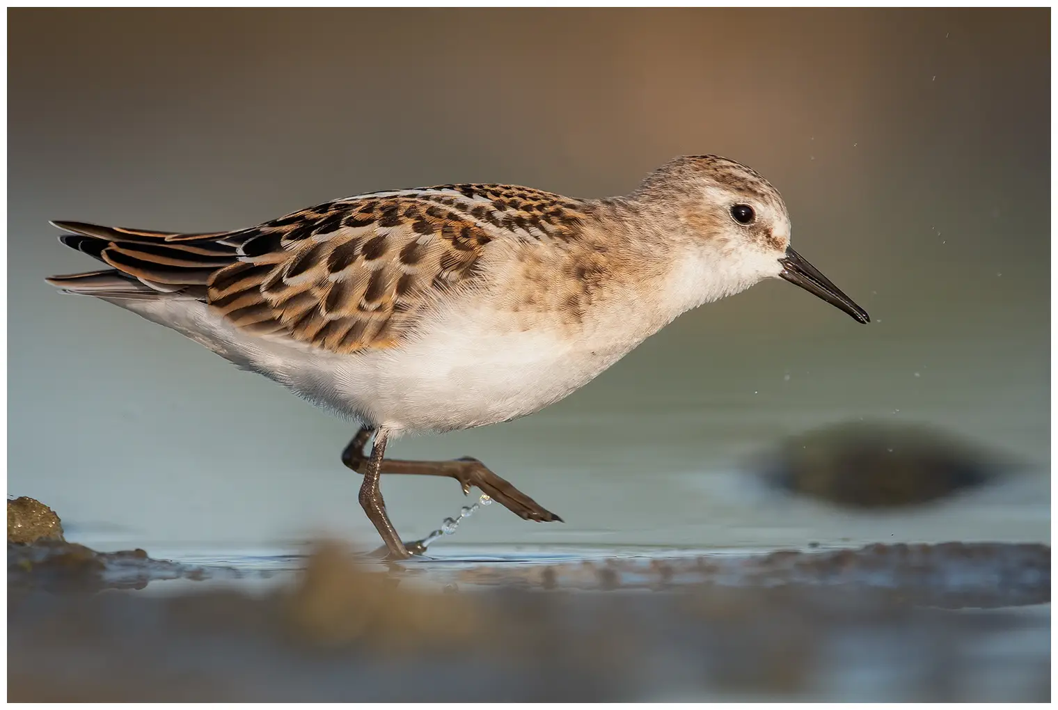 Dvergsnipe