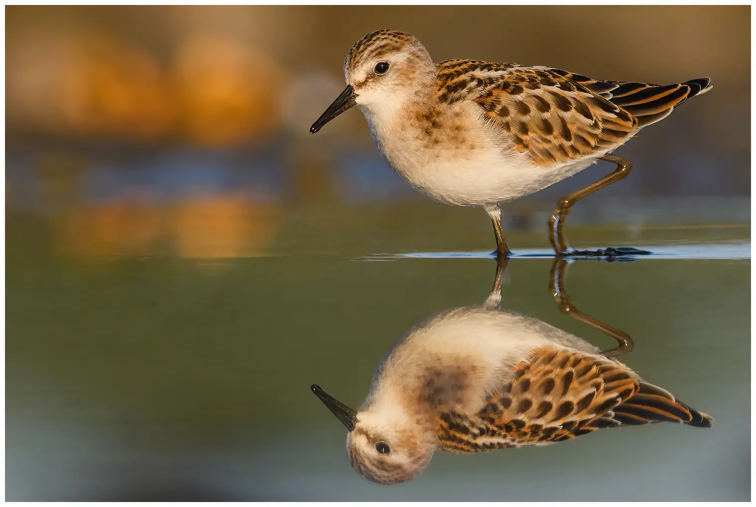 Dvergsnipe