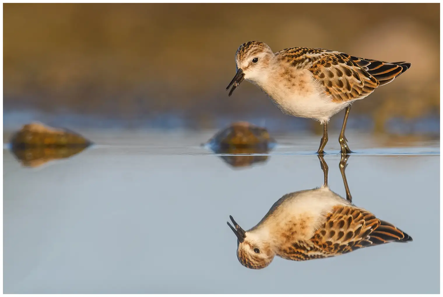 Dvergsnipe