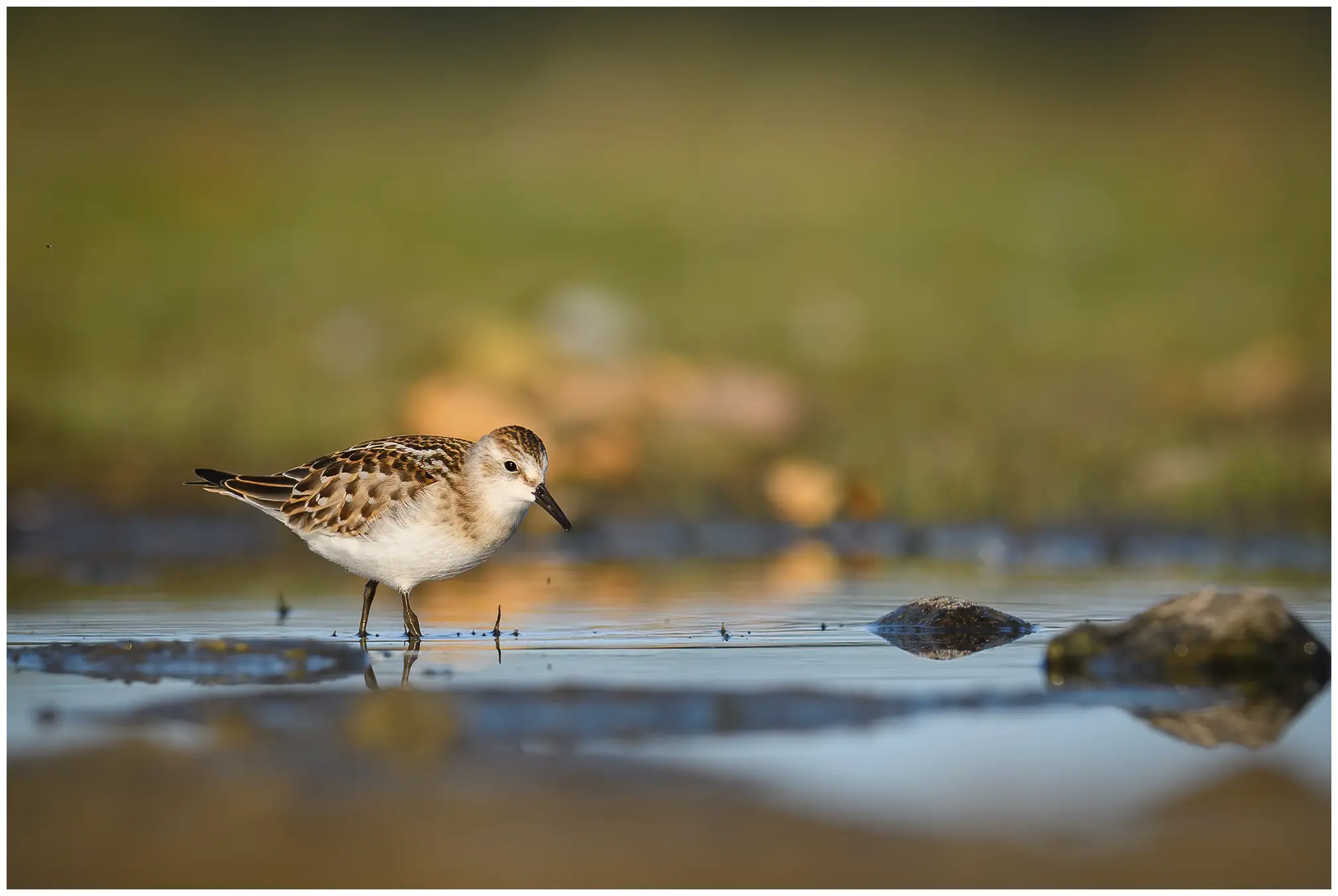 Dvergsnipe