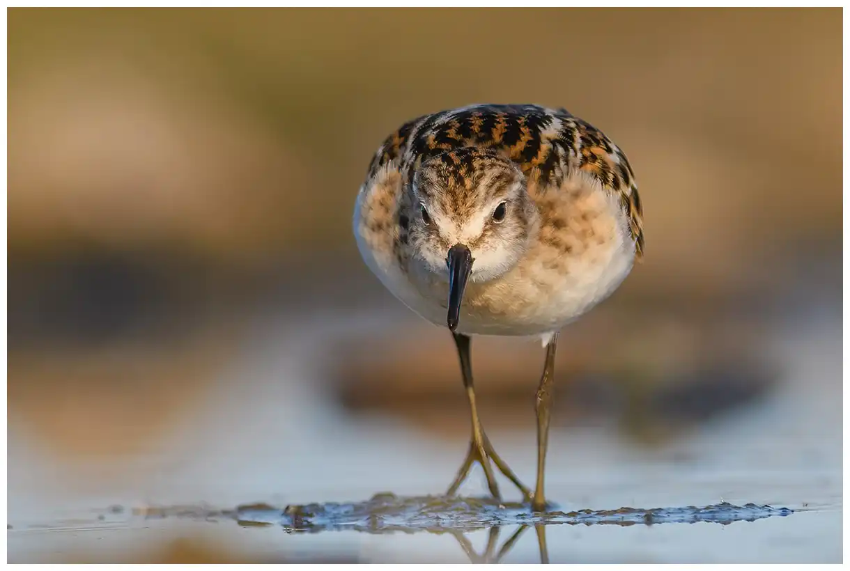 Dvergsnipe