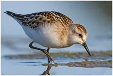 Dvergsnipe