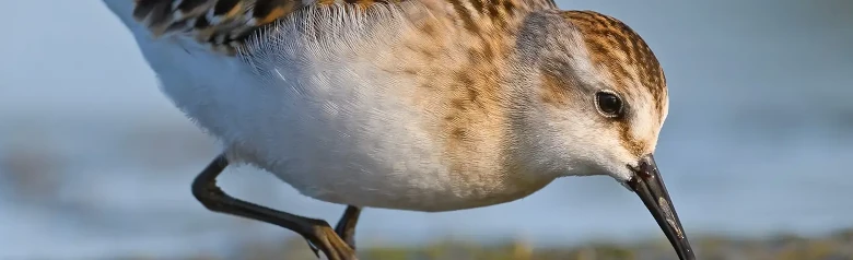 Dvergsnipe
