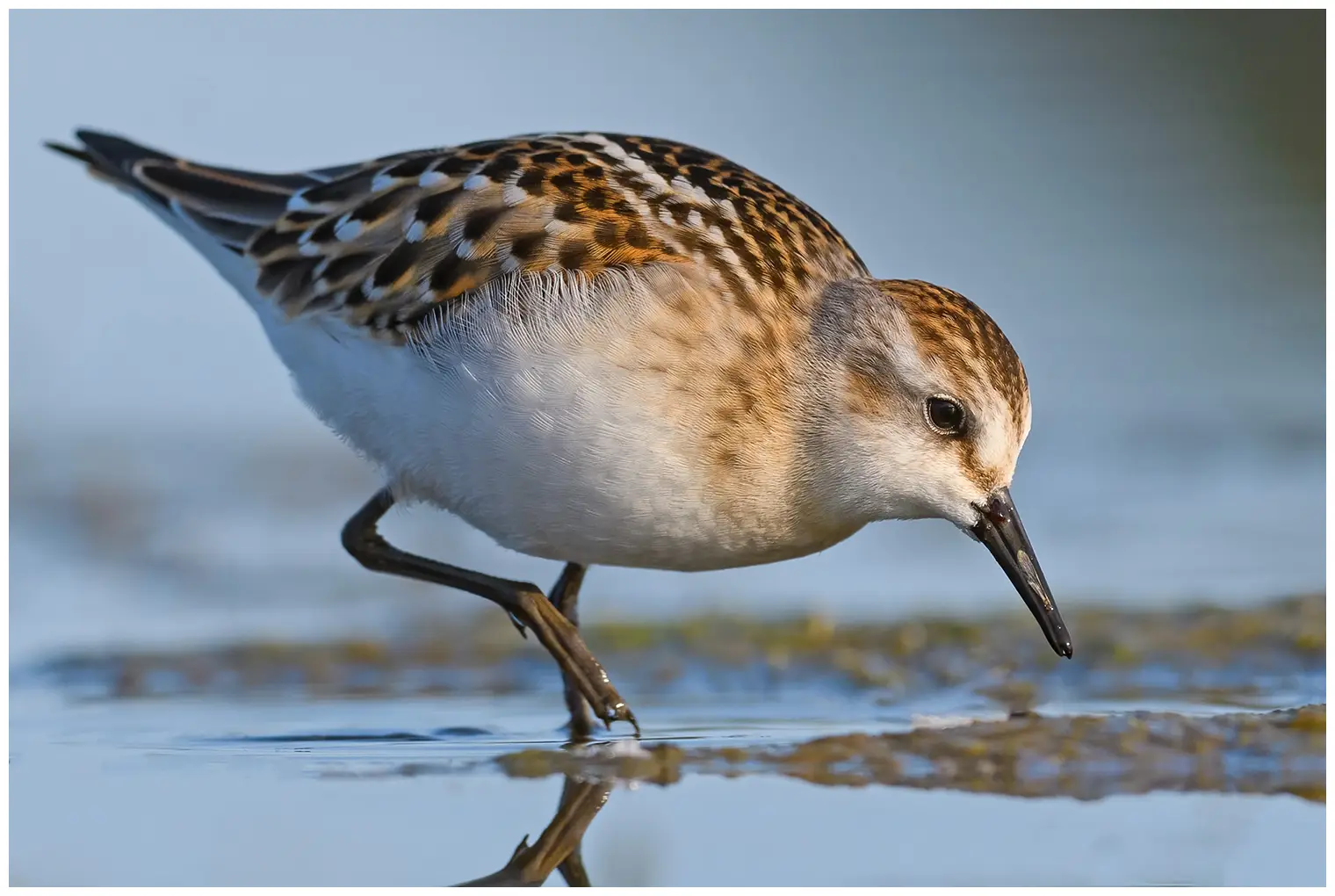 Dvergsnipe