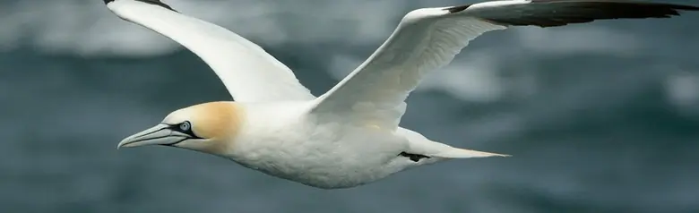 Havsule