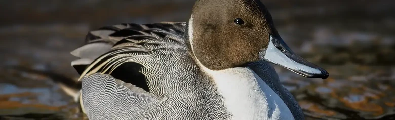En stjertand med brunt hode, hvit hals og grå kropp flyter på vannet.