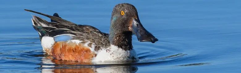 Skjeand. Enden ligger på vannet, og det meget brede nebbet er svært iøynefallende. Brun flanke.